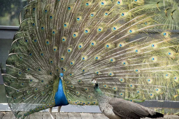 Tavus Kuşu Parlak Mavi Vücudunu Uzun Kuyruğunu Gösteriyor Peahen Çekmek — Stok fotoğraf