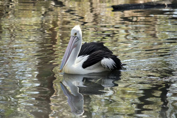 Der Pelikan Schwimmt See — Stockfoto