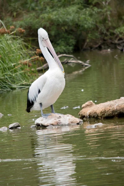Пелікан Основному Білий Деякими Чорними Крилах Він Має Довгу Рожеву — стокове фото