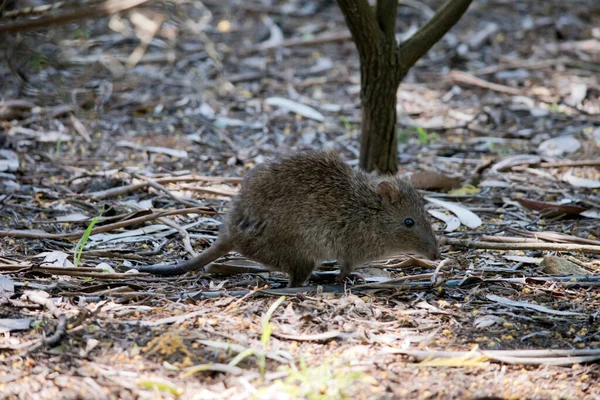 Potoroo Pequeno Marsupial Que Parece Com Rato — Fotografia de Stock