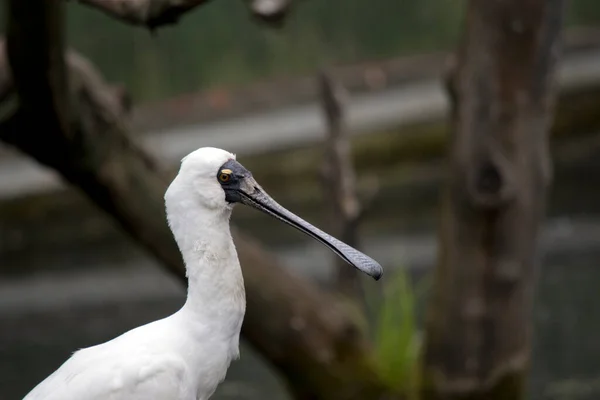 Espátula Real Pájaro Blanco Alto Con Pico Forma Cuchara —  Fotos de Stock