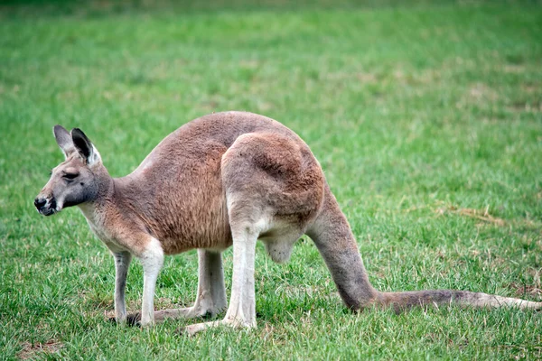 Red Kangaroo Standing Grass Field Grazing — Stock Photo, Image