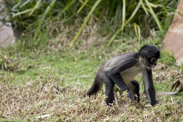 Young Spider Monkey Has Black Face White His Mouth — Stock Photo, Image