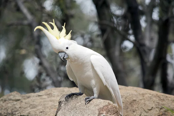 Cacatúa Cresta Azufre Pájaro Blanco Está Posado Sobre Una Roca — Foto de Stock