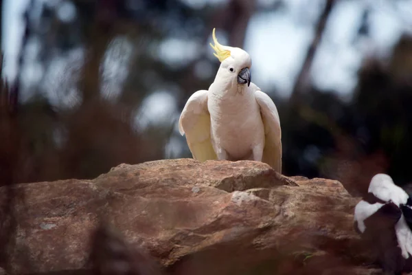 这种含硫的鹦鹉是一种白色的鸟 有黄色的顶冠 — 图库照片