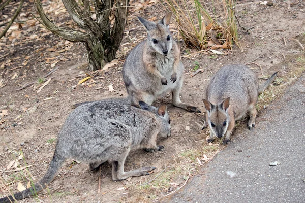 Three Tammar Wallabys Eating Food Side Path — Stock Photo, Image