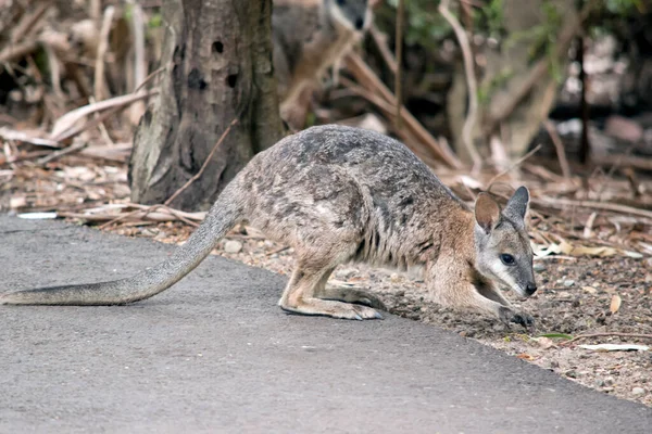 Tammer Wallaby Egy Kis Wallaby Fehér Állcsíkkal Többnyire Szürke Barna — Stock Fotó