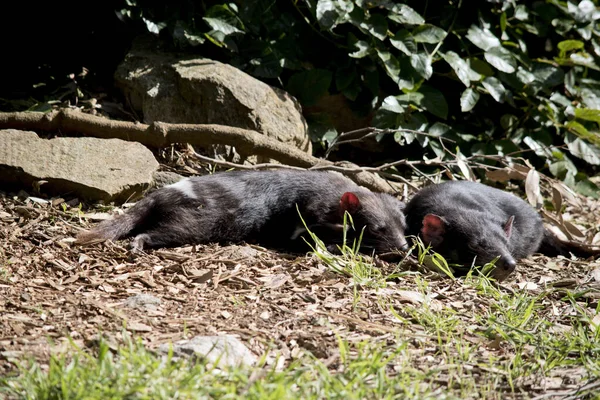 Tasmanian Devil Black Marsupial Sharp Teeth Crushing Its Food — Stock Photo, Image