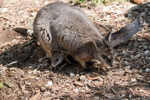 Wallaby Tammar Est Beige Gris Avec Une Rayure Blanche Sur — Photo