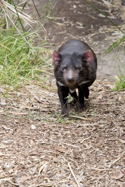 Diablo Tasmania Marsupial Vicioso Negro Con Tiras Blancas Una Sobre — Foto de Stock