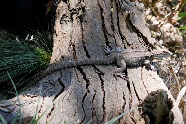 Side View Dragon Lizard — Stock Photo, Image