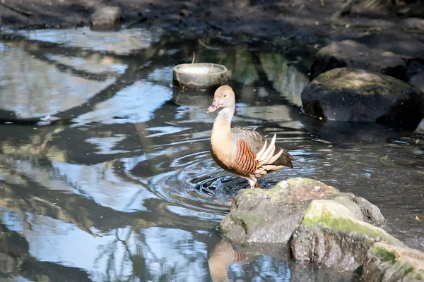 Plumed Duck Has Tan Body Cream Black Wings Mottled Pink — Stock Photo, Image