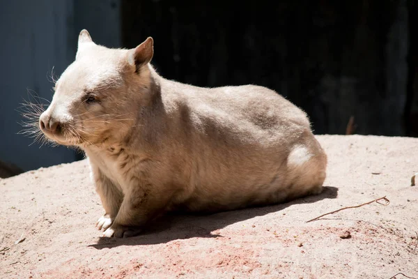 Southern Hairy Nosed Wombat Light Tan White Chest — Stock Photo, Image