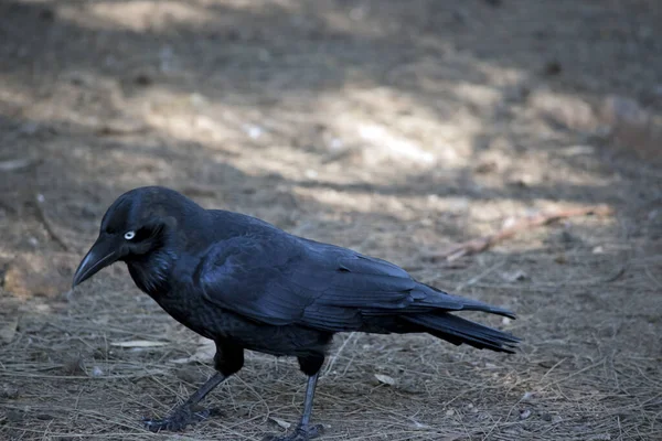 Australian Raven Looking Food Undergrowth — Stock Photo, Image