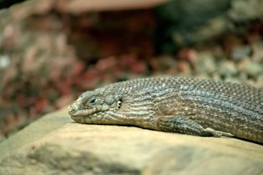 Gidgee Skink (Egernia stokesii), dikenli kuyruklu maymungiller familyasından utangaç bir türdür.