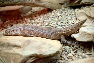 Gidgee Skink (Egernia stokesii), dikenli kuyruklu maymungiller familyasından utangaç bir türdür.