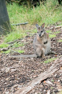 Tammar valabisi küçük bir keseli hayvandır. Vücut ağırlıklı olarak gri, bronz omuzları ve beyaz bir yüz çizgisi vardır.