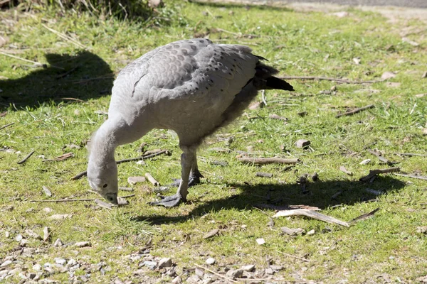 Jeune Cap Oie Stérile Mange Herbe — Photo