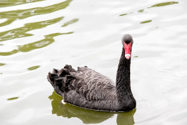 Black Swan Has Red Beak White Stripe Has Red Eyes — Stock Photo, Image