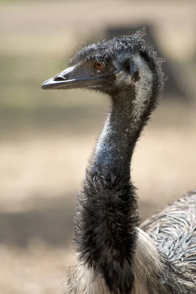 Jest Widok Boku Australijskich Emu — Zdjęcie stockowe