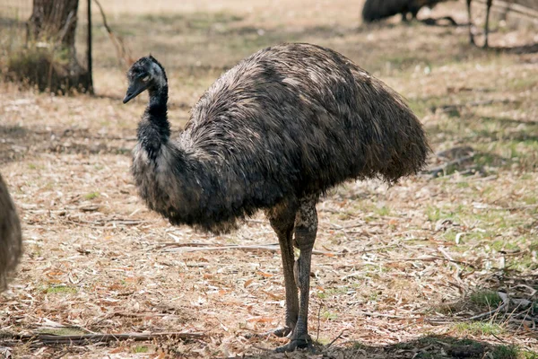 Emú Australiano Está Parado Campo Buscando Comida —  Fotos de Stock