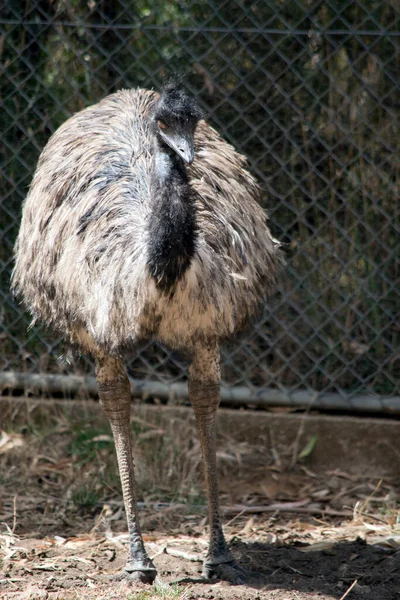 オーストラリアのEmuは飛ぶことができない背の高い鳥です 黒い頭と首と長い茶色の羽がある — ストック写真
