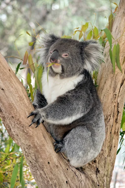 Koala Zit Vork Van Boom Eet Kauwgom Bladeren — Stockfoto