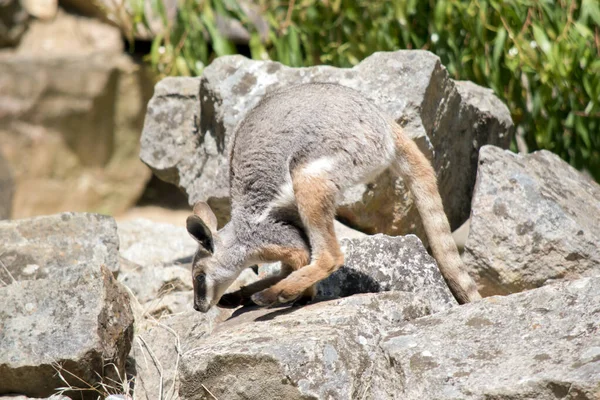 Joey Sarı Ayaklı Kaya Valabisinin Beyaz Göğüs Açık Kahverengi Kolları — Stok fotoğraf