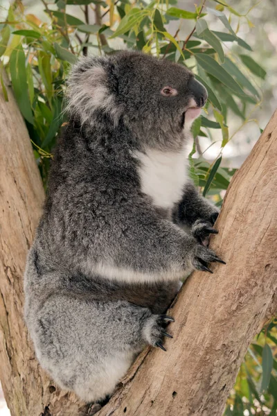 Koala Fork Tree — Stock Photo, Image
