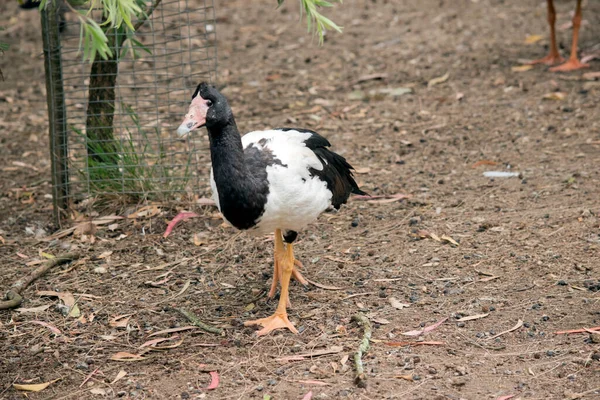 Die Elster Gans Ist Eine Schwarz Weiße Gans Ihr Kopf — Stockfoto