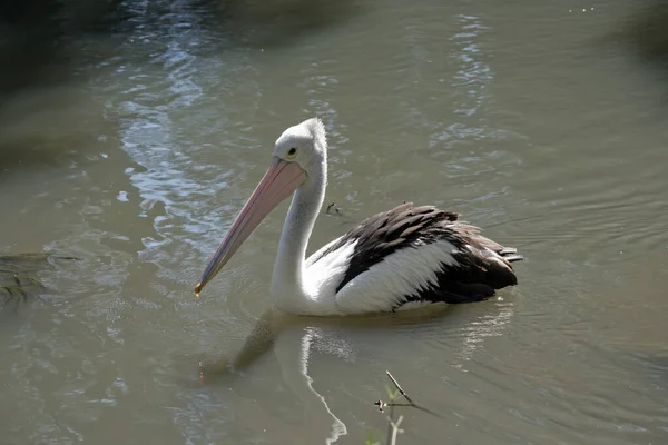 Bir Pelikan Yüzüşünün Yan Görüntüsü — Stok fotoğraf