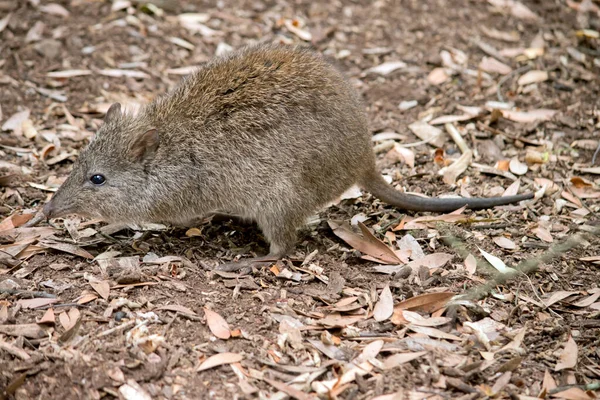 Long Nosed Potoroo Small Sumsupial Grey Brown Brown Eyes Long — стоковое фото