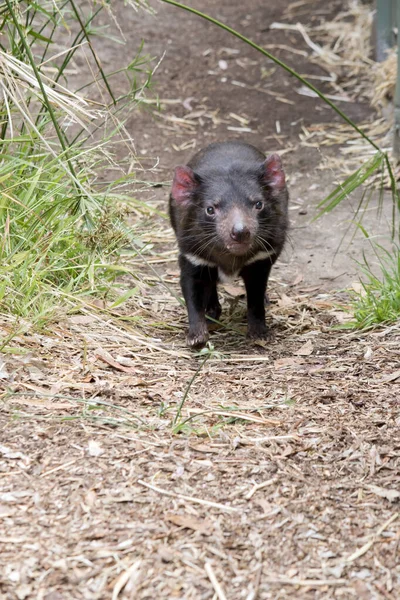 Diablo Tasmania Está Olfateando Aire Busca Olor — Foto de Stock