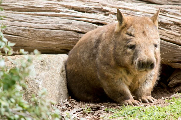 Southern Hairy Nosed Wombat Emerging His Underground Home — Stock Photo, Image