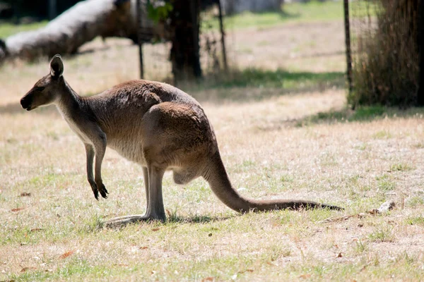 Male Western Grey Kangaroo Pastzing Field — стоковое фото