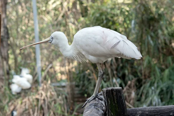 Cuillère Jaune Est Grand Oiseau Mer Blanc Avec Bec Forme — Photo