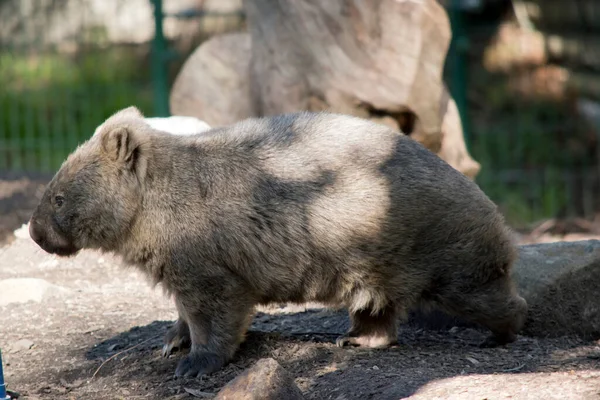 Detta Närbild Hårig Näsa Wombat — Stockfoto