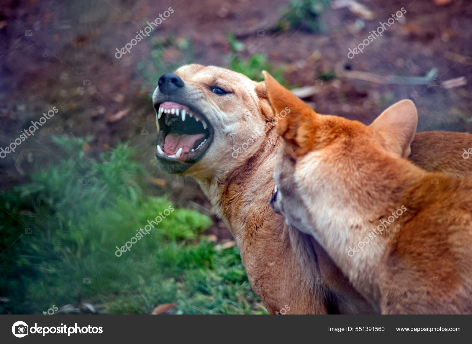 딩고는 오스트레일리아에서 자생하는 들개이다 — 스톡 사진 © ozflash #551391560, image size:1600x1167