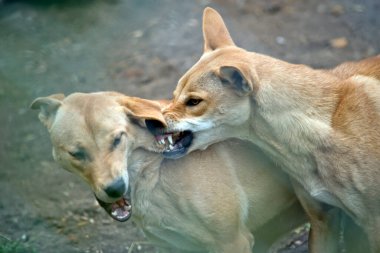 Dingo Avustralya 'da yaşayan vahşi bir köpektir.