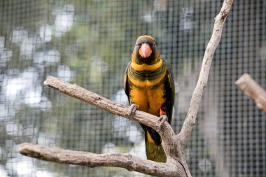 Esmer lori turuncu gagalı altın ve siyahtır.