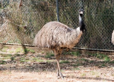 Avustralya imparatorunun siyah bir kafası, boynu ve uzun bacaklı kahverengi tüyleri vardır.
