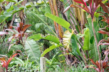 Burası tropik bir orman bahçesi.