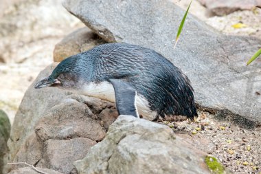 Penguen uçamaz, o siyah beyaz bir kuştur.