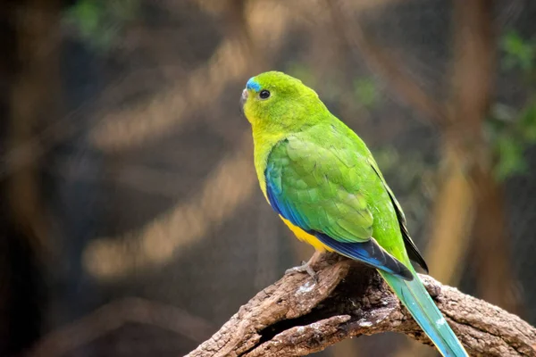 Mavi Kanatlı Papağan Esasen Yeşildir Altları Sarı Kaşları Mavi Kanatları — Stok fotoğraf