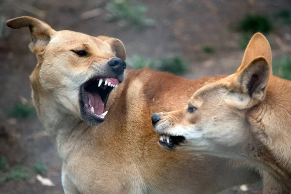 Dingos Sind Teufelshunde Die Australien Heimisch Sind — Stockfoto