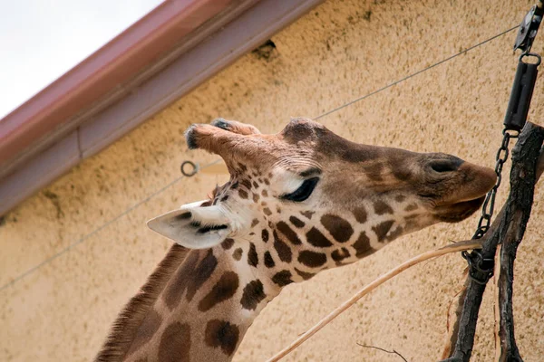 长颈鹿是一种高大的动物 长着棕褐色的鬃毛和角 它的皮肤上有褐色斑点 — 图库照片