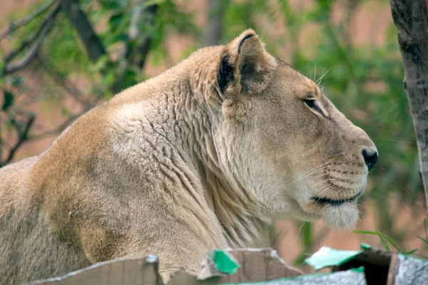 Side View Lioness — Stock Photo, Image