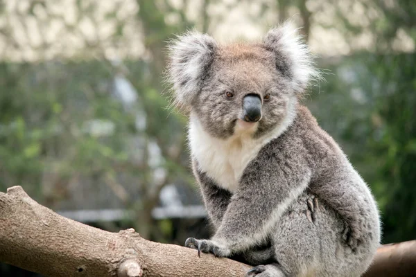 Koala Faágakon Sétál Hogy Elérje Ételét — Stock Fotó