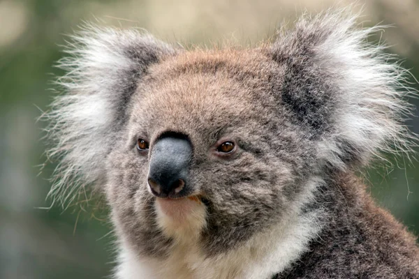 Dies Ist Eine Nahaufnahme Eines Koalas — Stockfoto