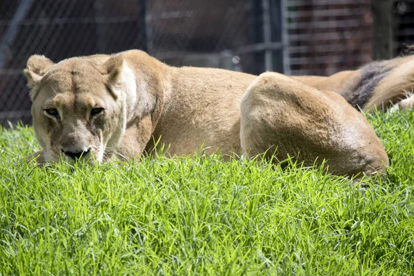母狮在草地上休息 — 图库照片
